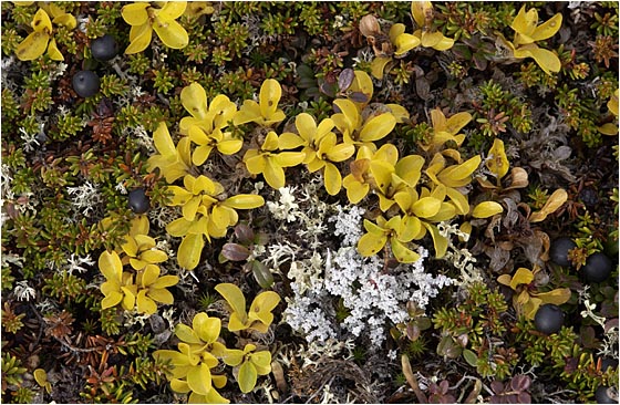 Plant Detail Photograph