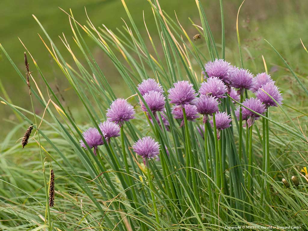 Wild Chives